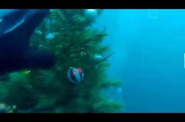 Дайверы в Казани установили новогоднюю елку дне Голубого озера