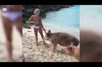 На багамах фитнес-модель укусила за ягодицу дикая свинья